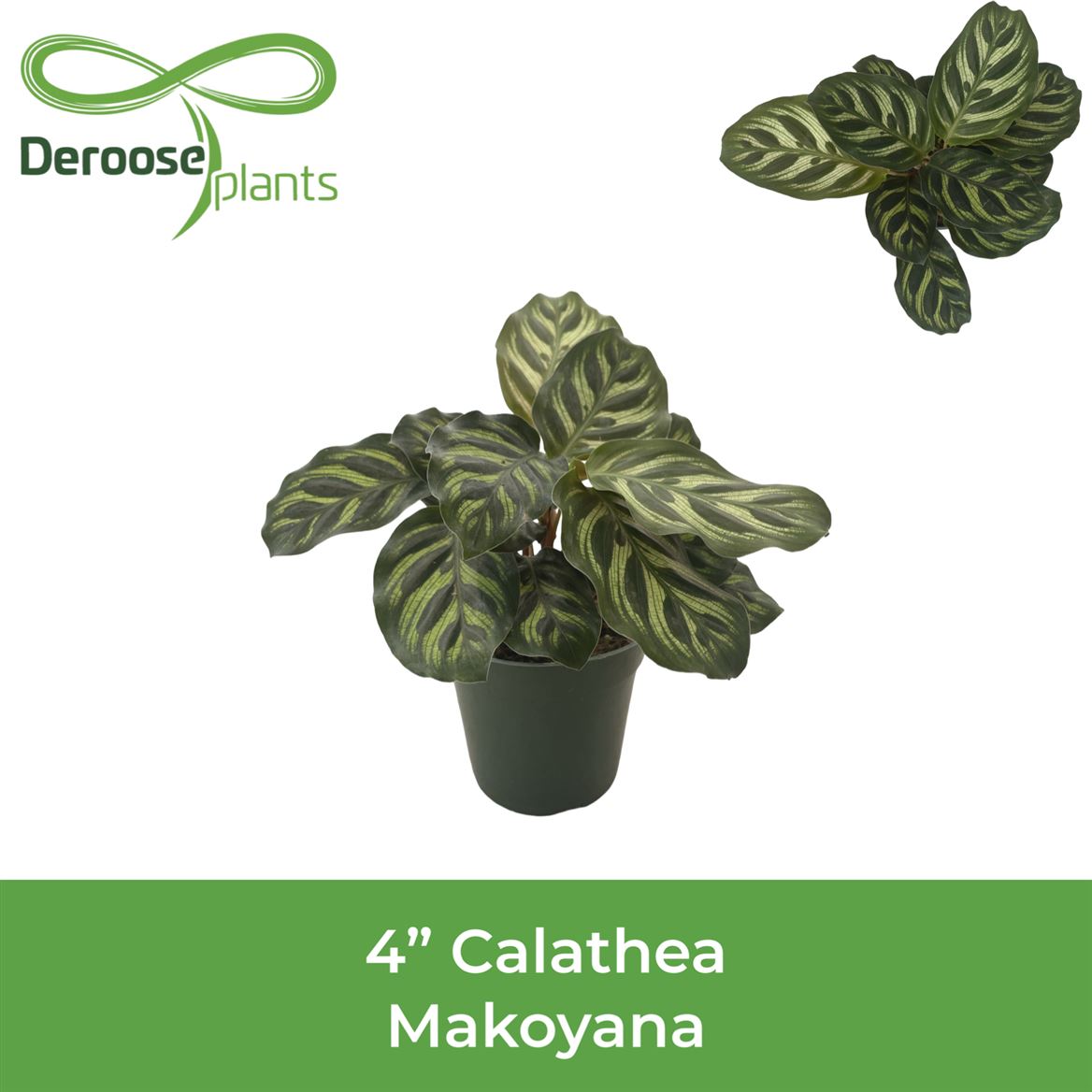 4" Calathea Makoyana