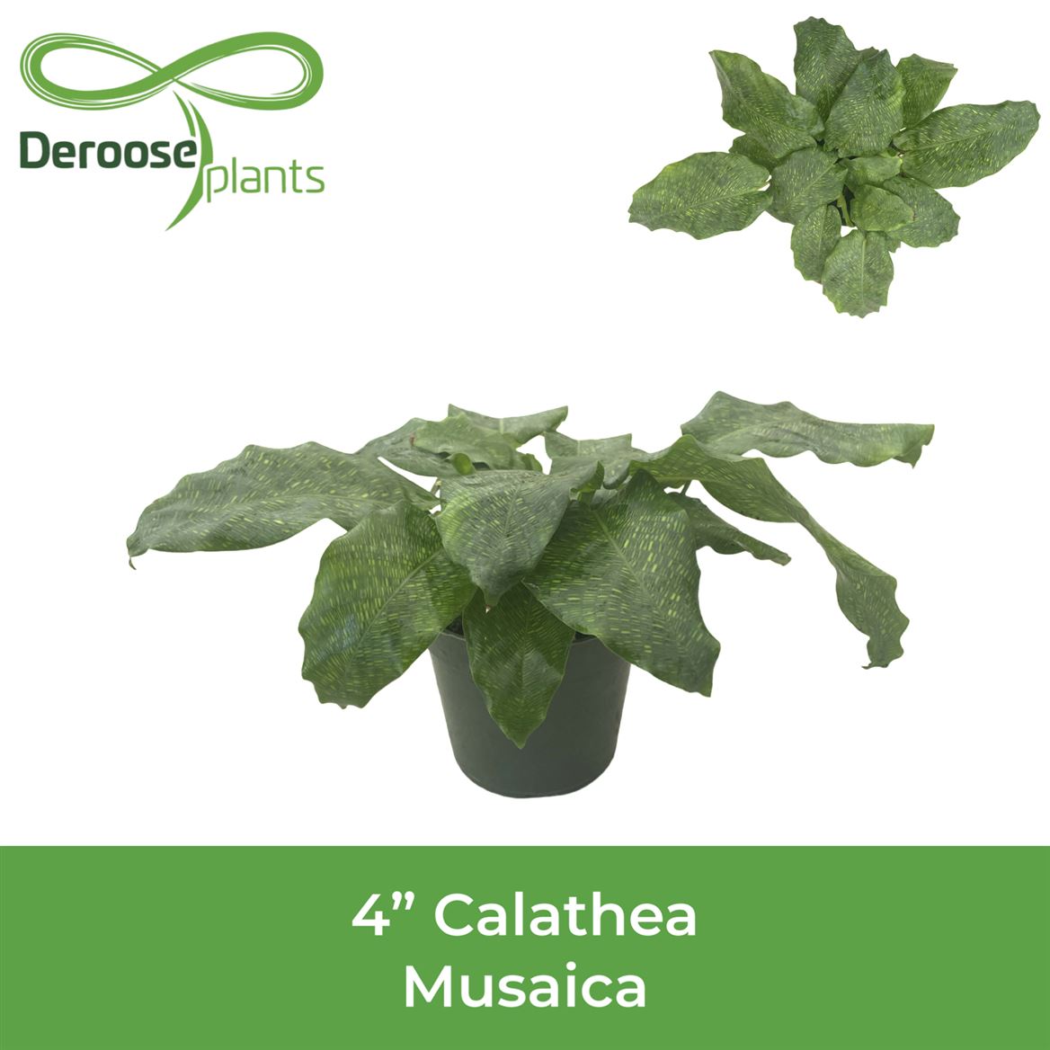 4" Calathea Musaica