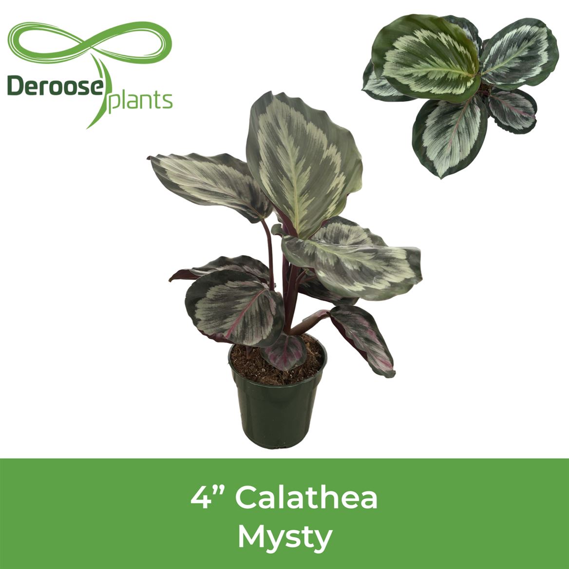 4" Calathea Mysty