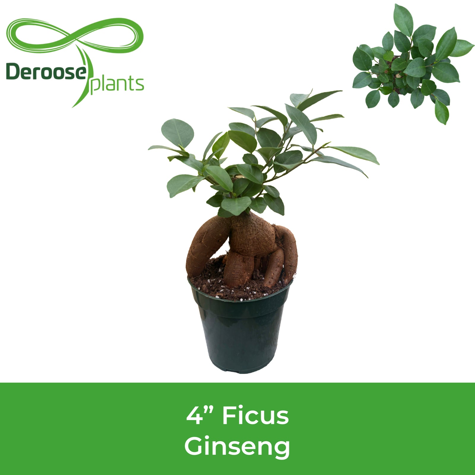 4" Ficus Ginseng