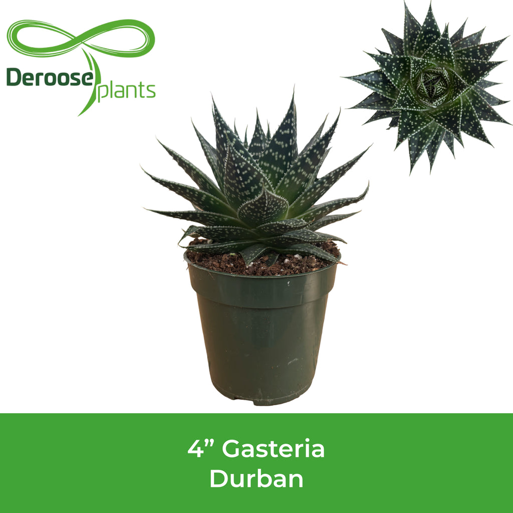 4" Gasteria Durban