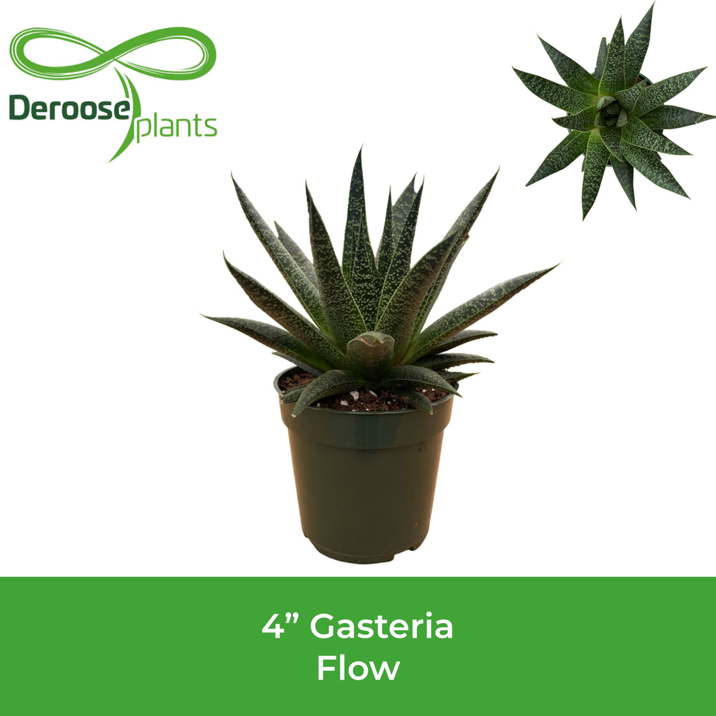 4" Gasteria Flow
