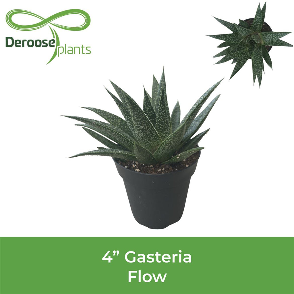 4" Gasteria Flow