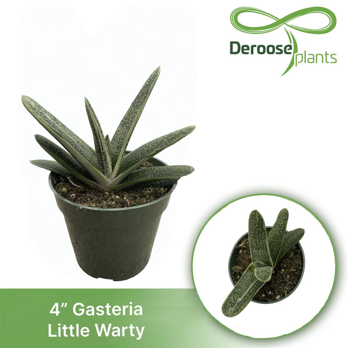4" Gasteria Little Warty