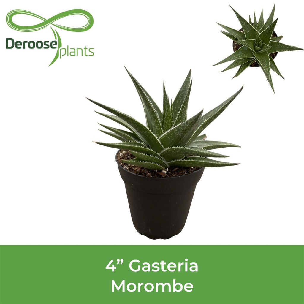 4" Gasteria Morombe