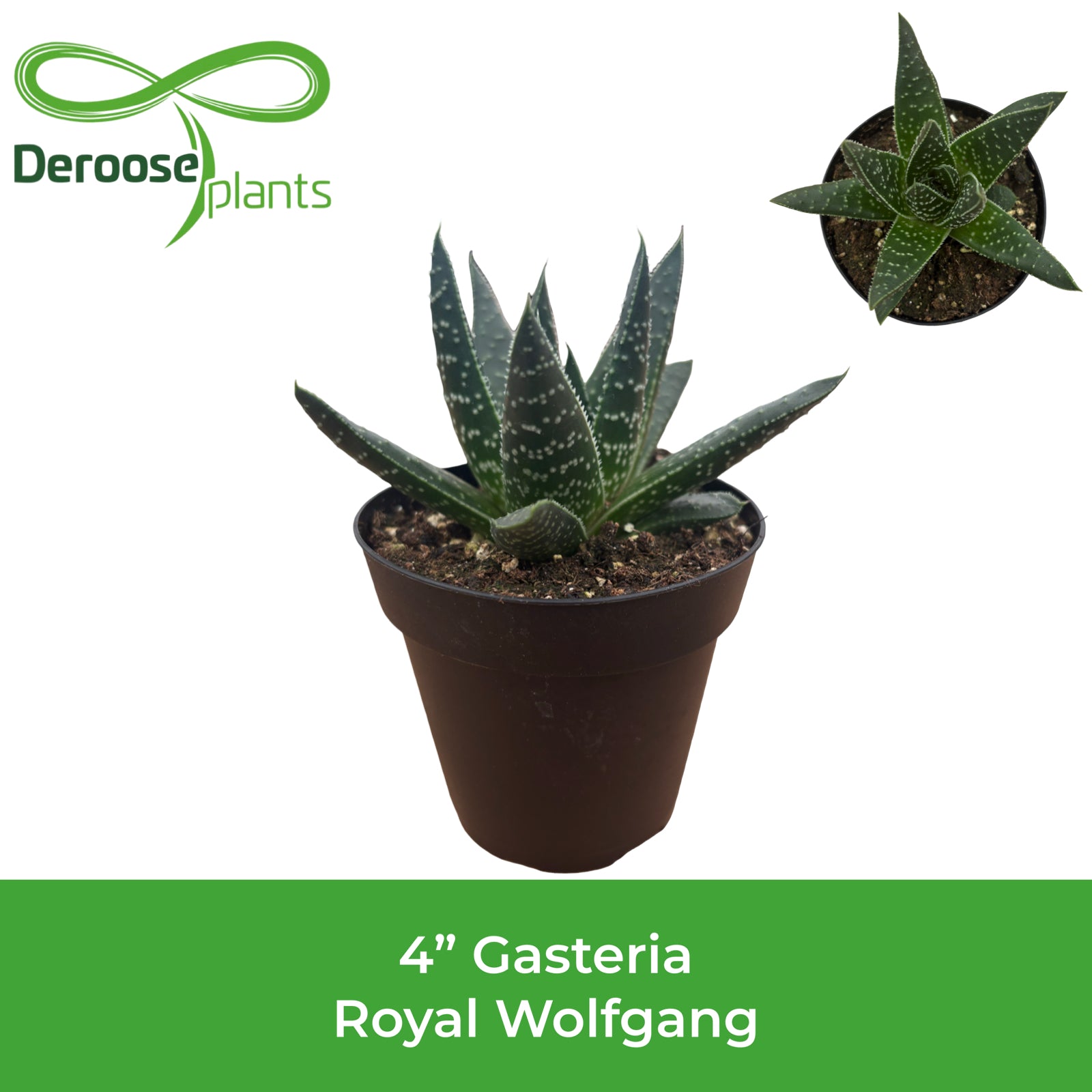 4" Gasteria Royal Wolfgang