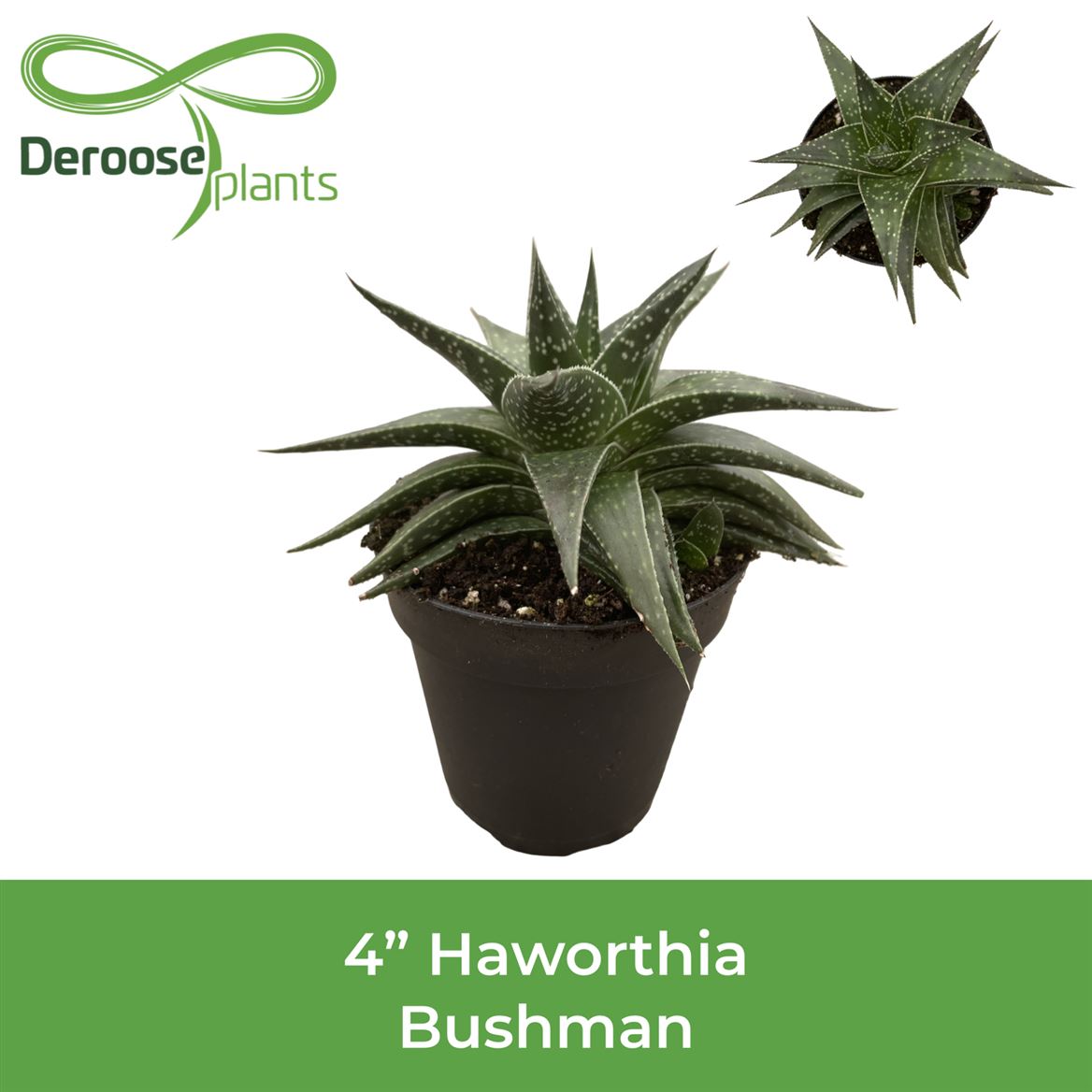 4" Haworthia Bushman
