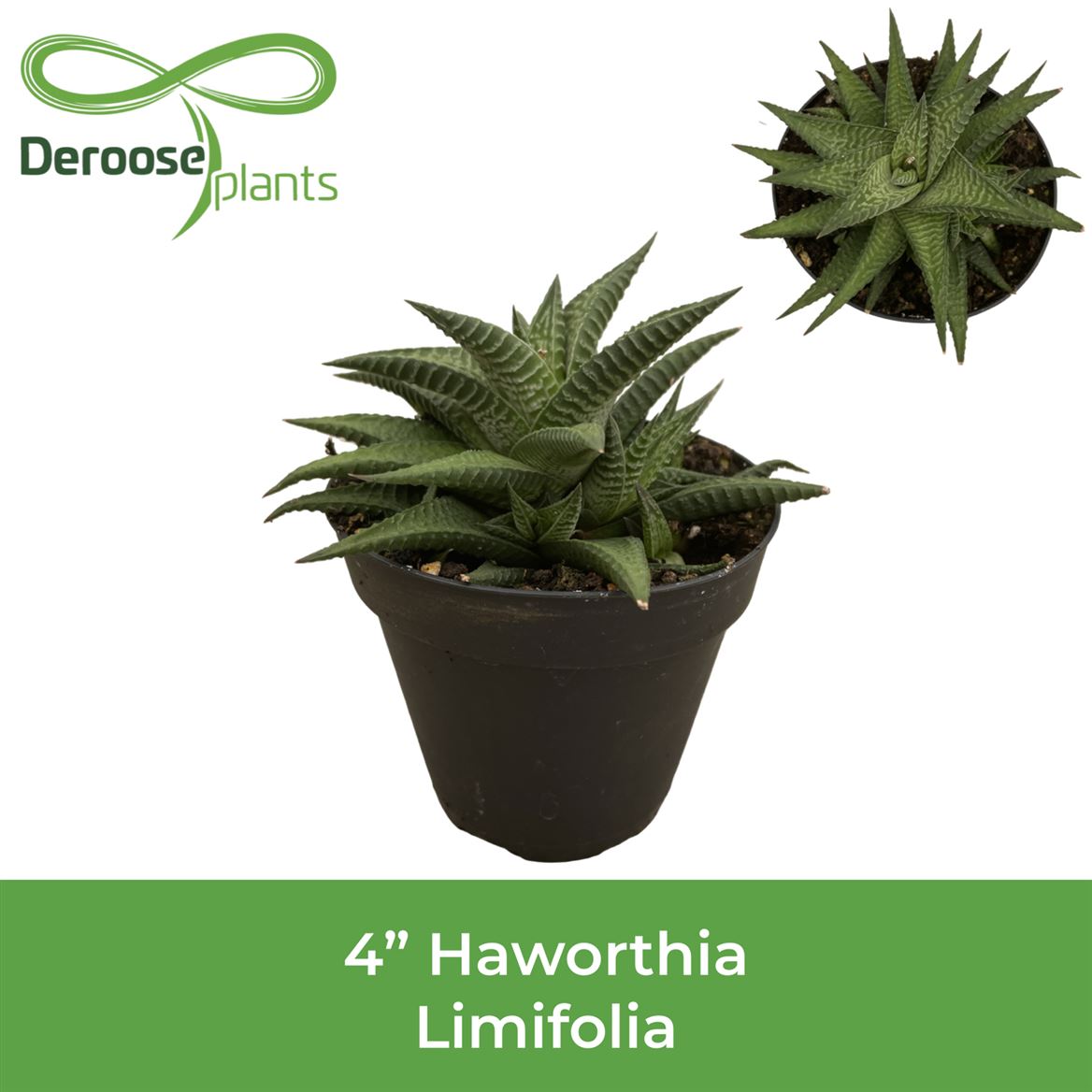 4" Haworthia Limifolia