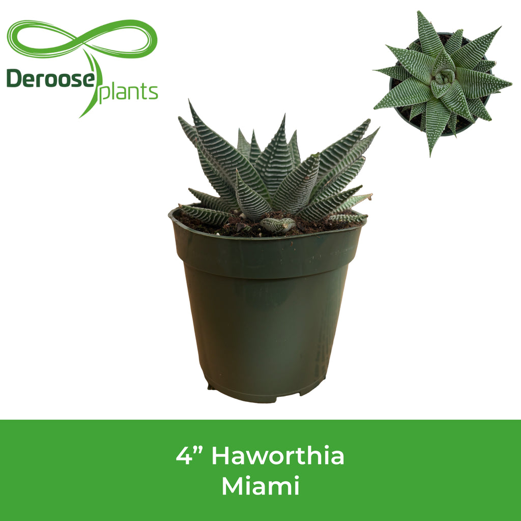 4" Haworthia Miami
