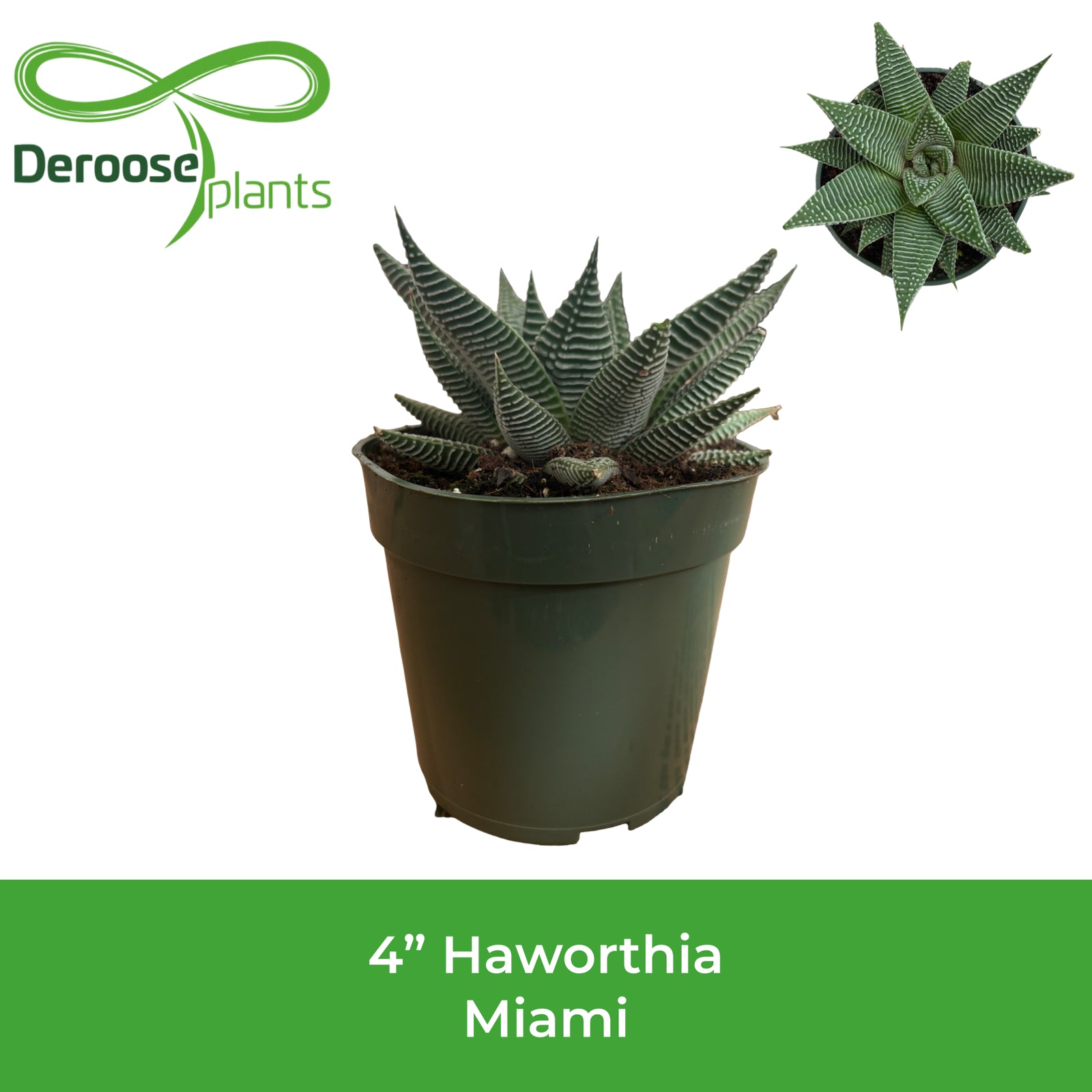 4" Haworthia Miami