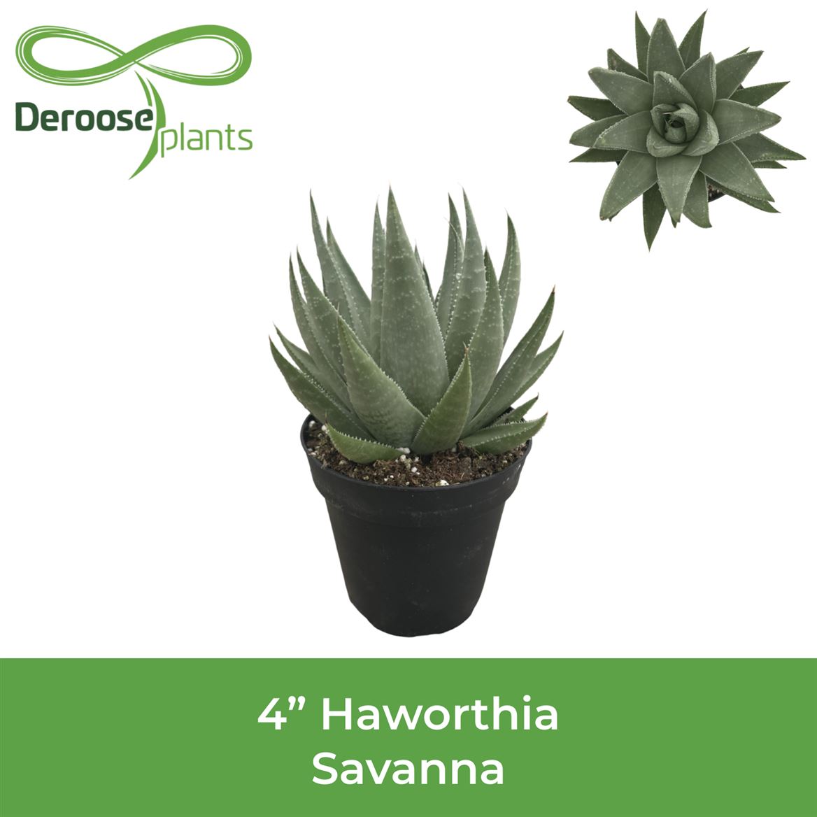 4" Haworthia Savanna