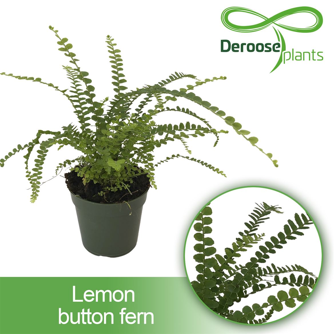 4" Lemon Button Fern