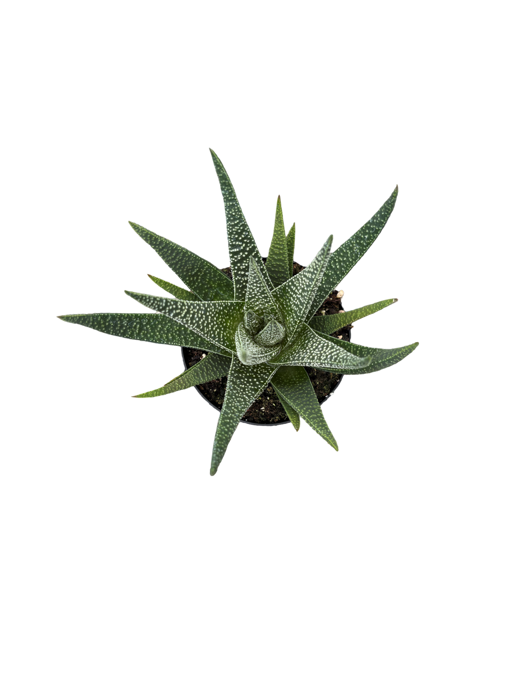 4" Gasteria Okavango