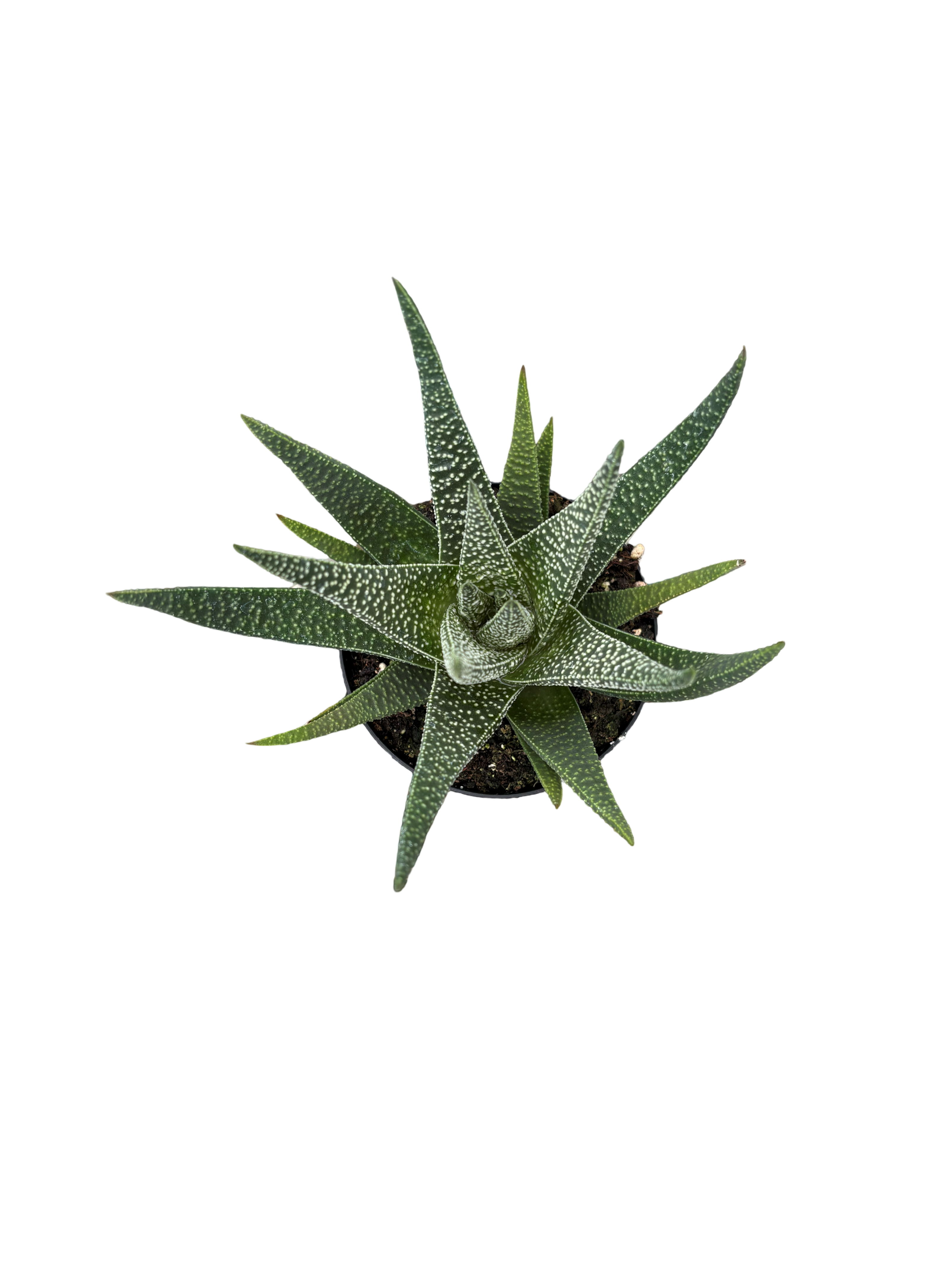 4" Gasteria Okavango