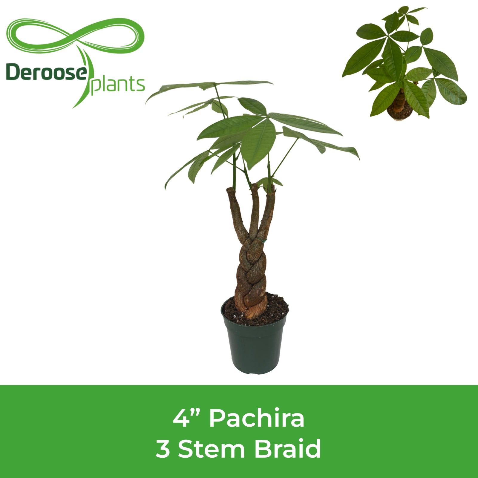 4" Pachira 3 Stem Braid