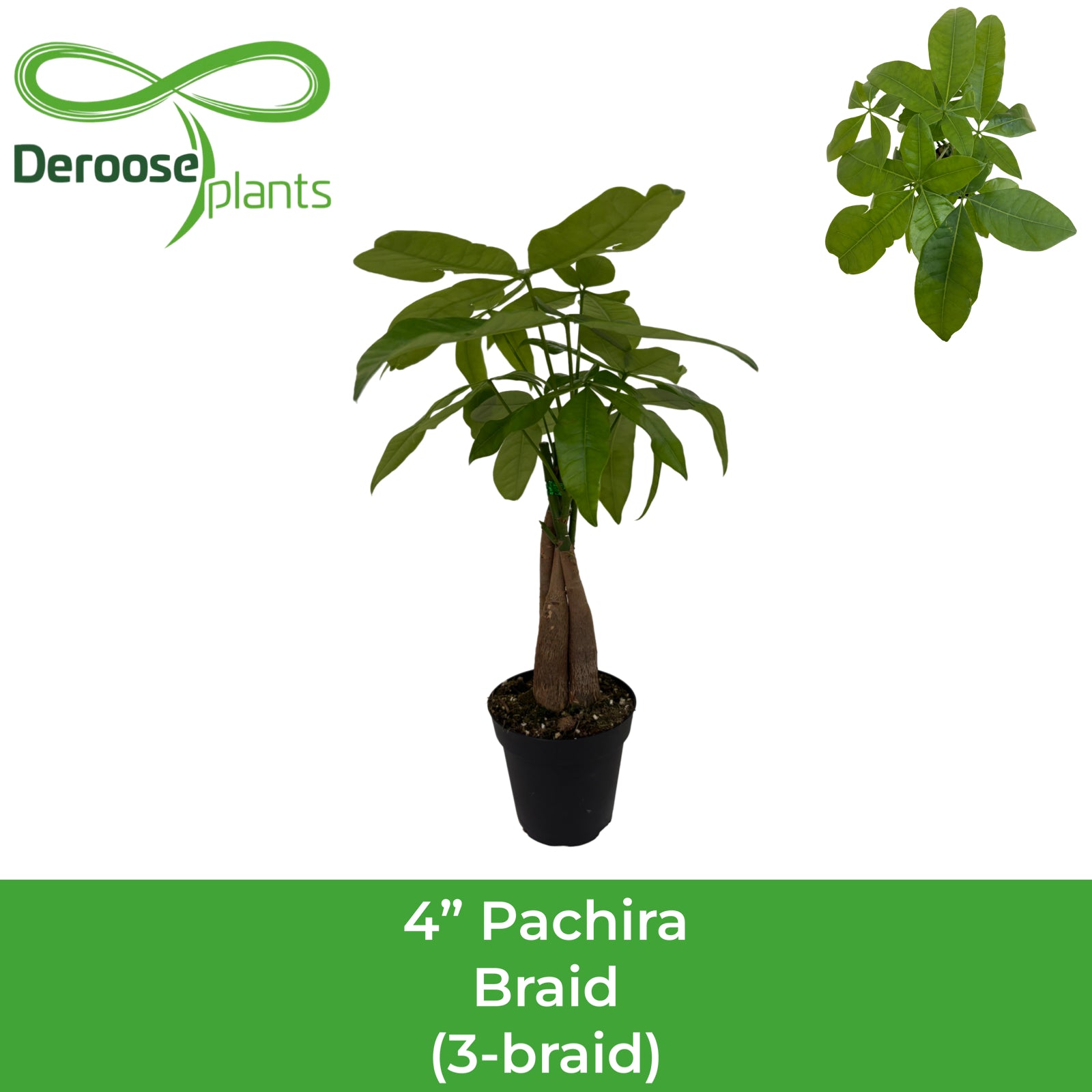 4" Pachira 3 Stem Braid