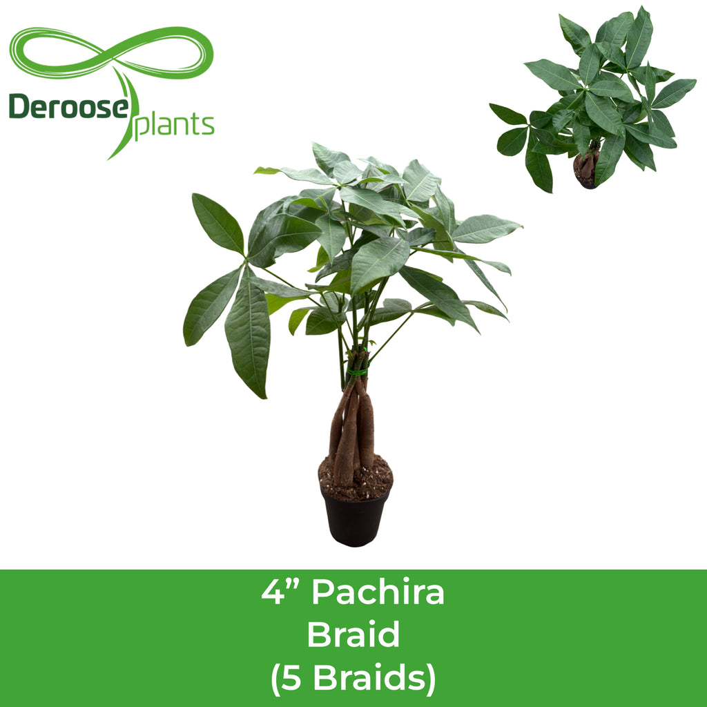 4" Pachira Braid