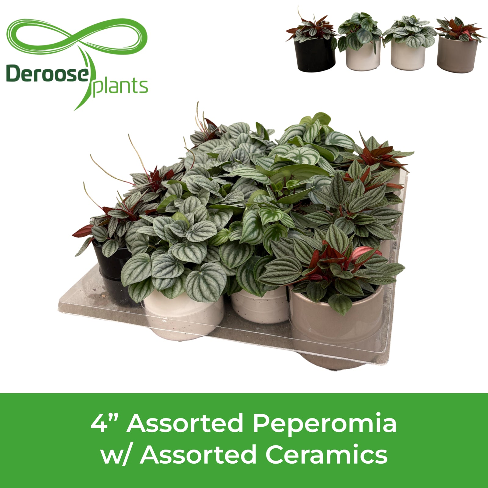 4” Assorted Peperomia w/ Assorted Ceramics