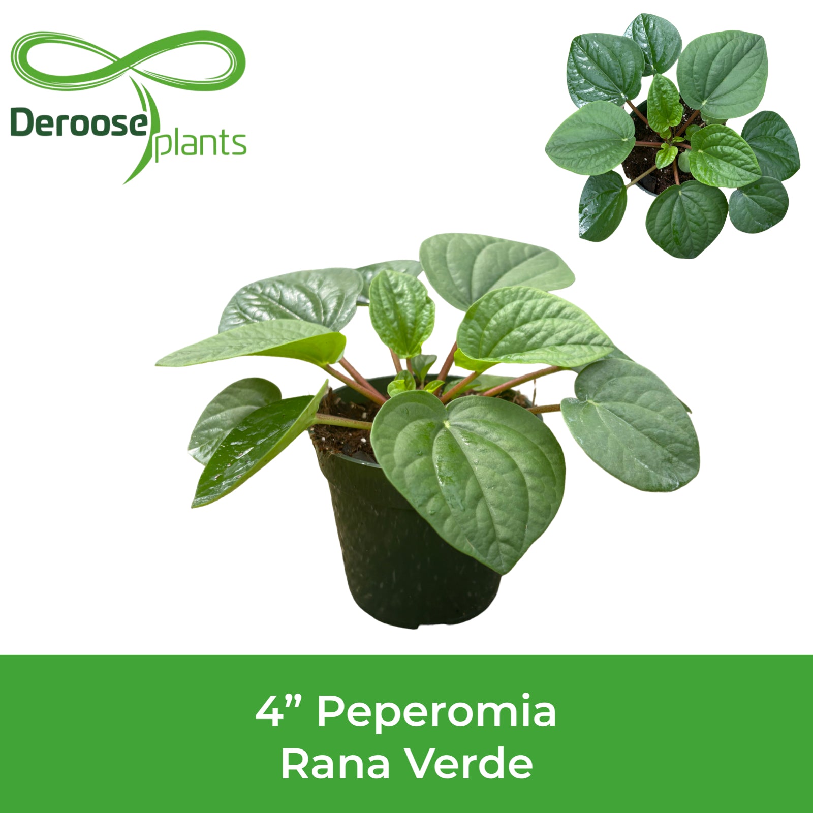 4" Peperomia Rana Verde