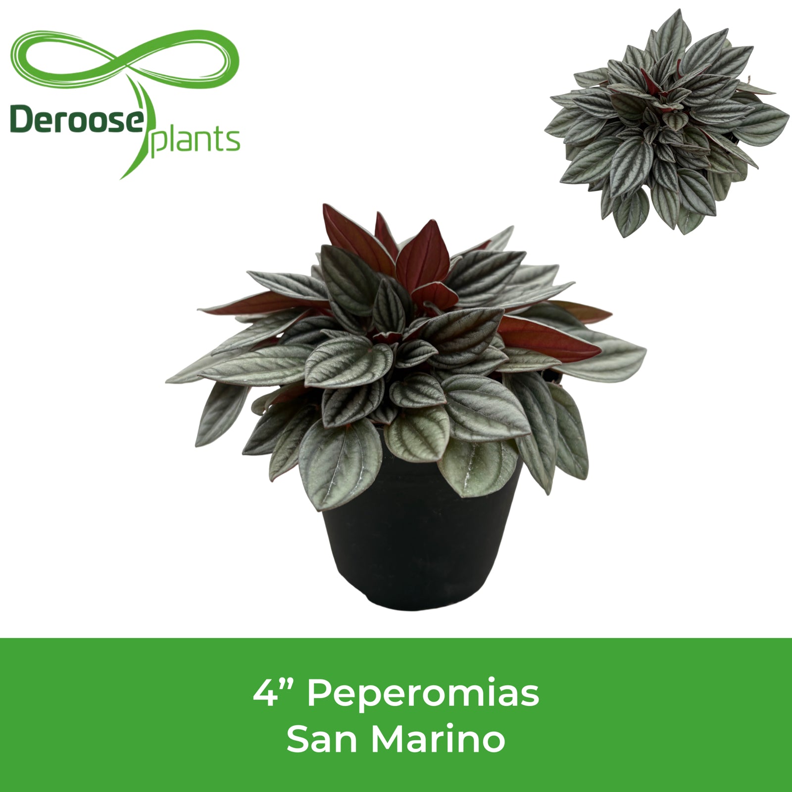 4" Peperomia San Marino