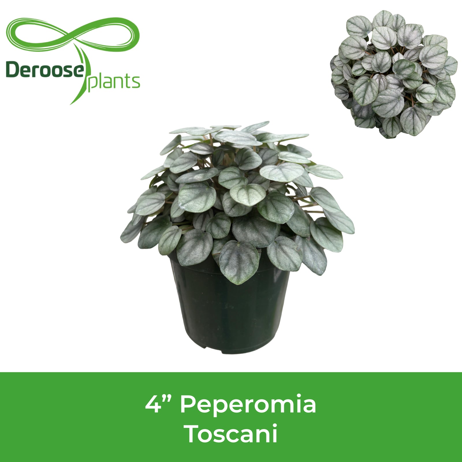 4" Peperomia Toscani