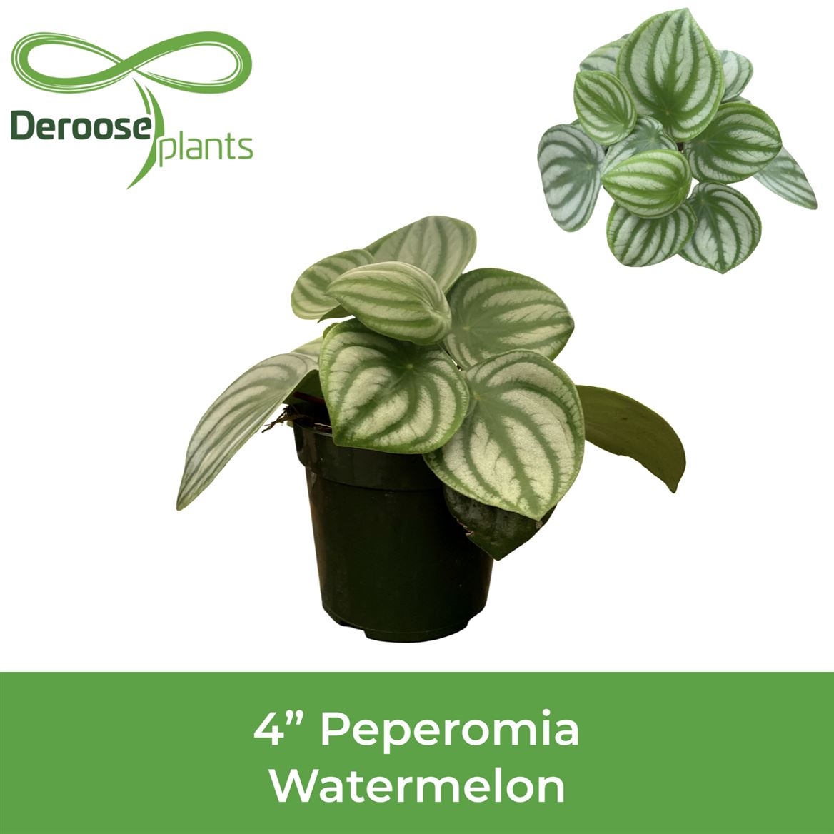 4" Peperomia Watermelon