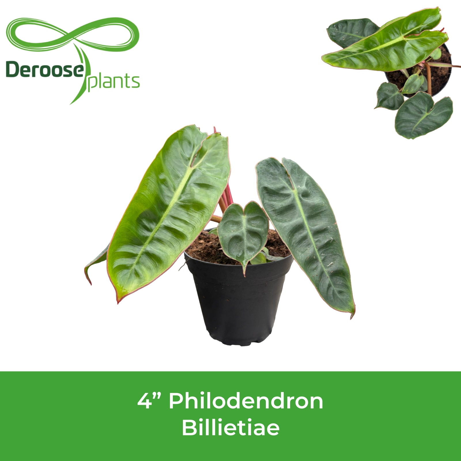 4" Philodendron Billietiae
