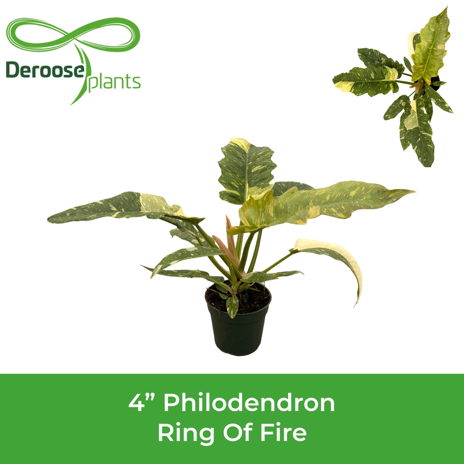 4" Philodendron Ring Of Fire