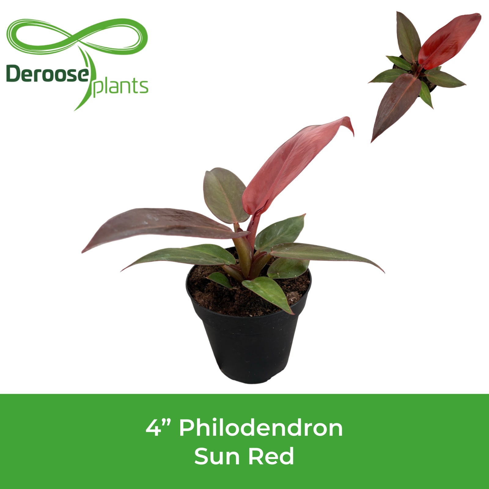4" Philodendron Sun Red