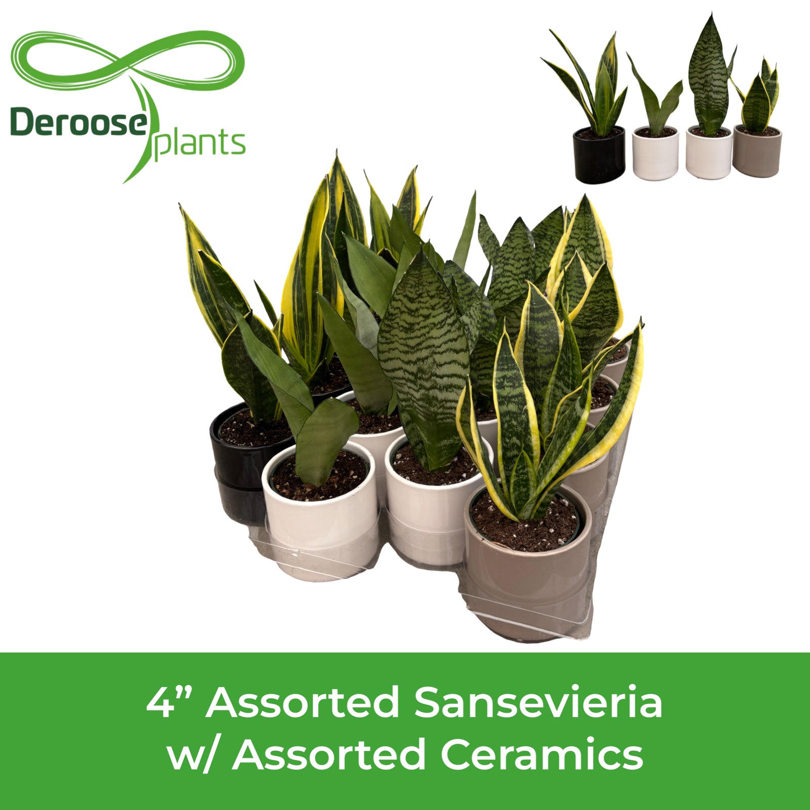 4" Assorted Sansevieria w/ Assorted Ceramics