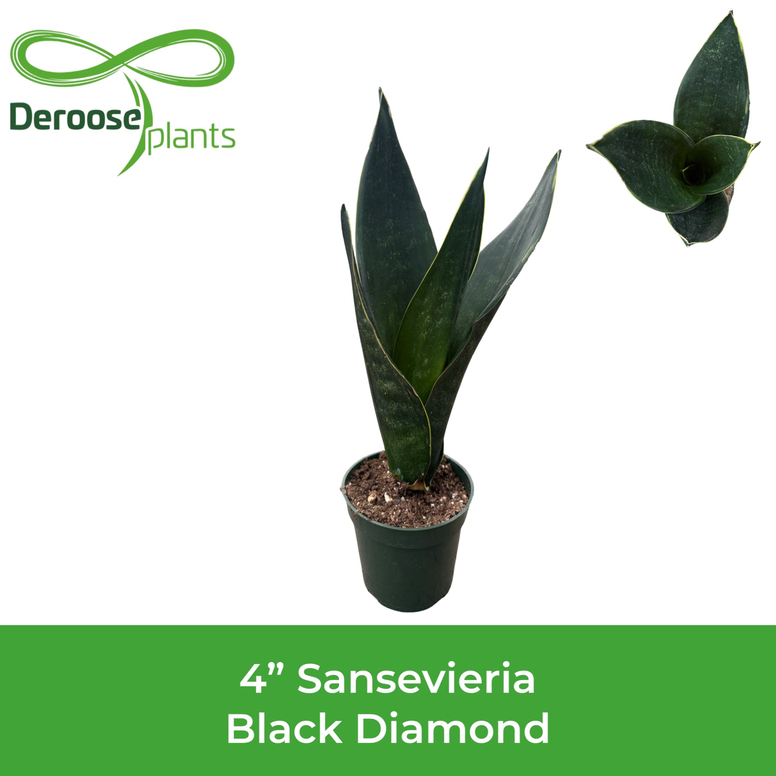 4" Sansevieria Black Diamond