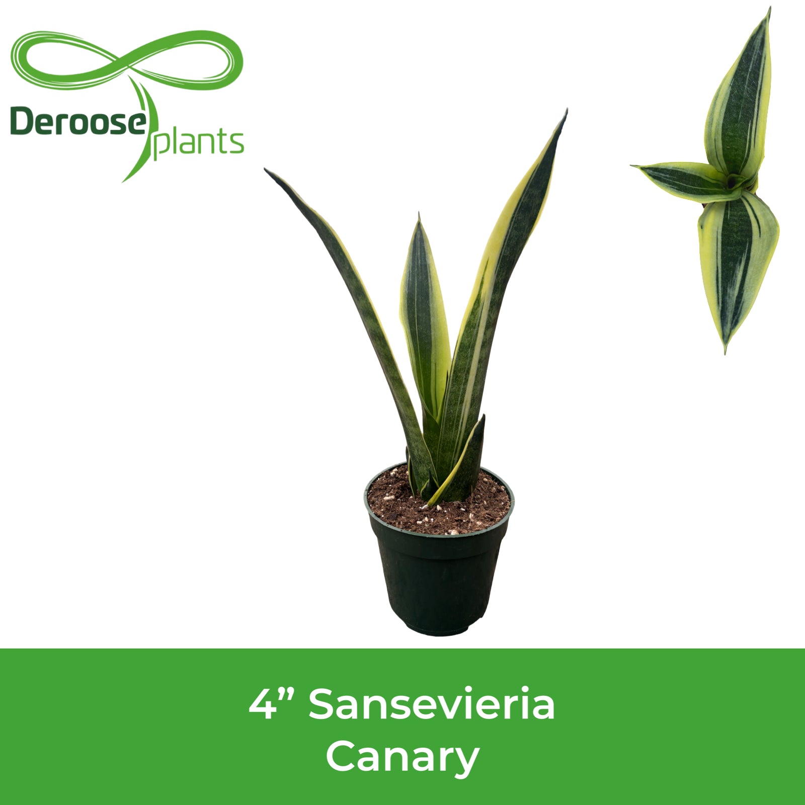 4" Sansevieria Canary