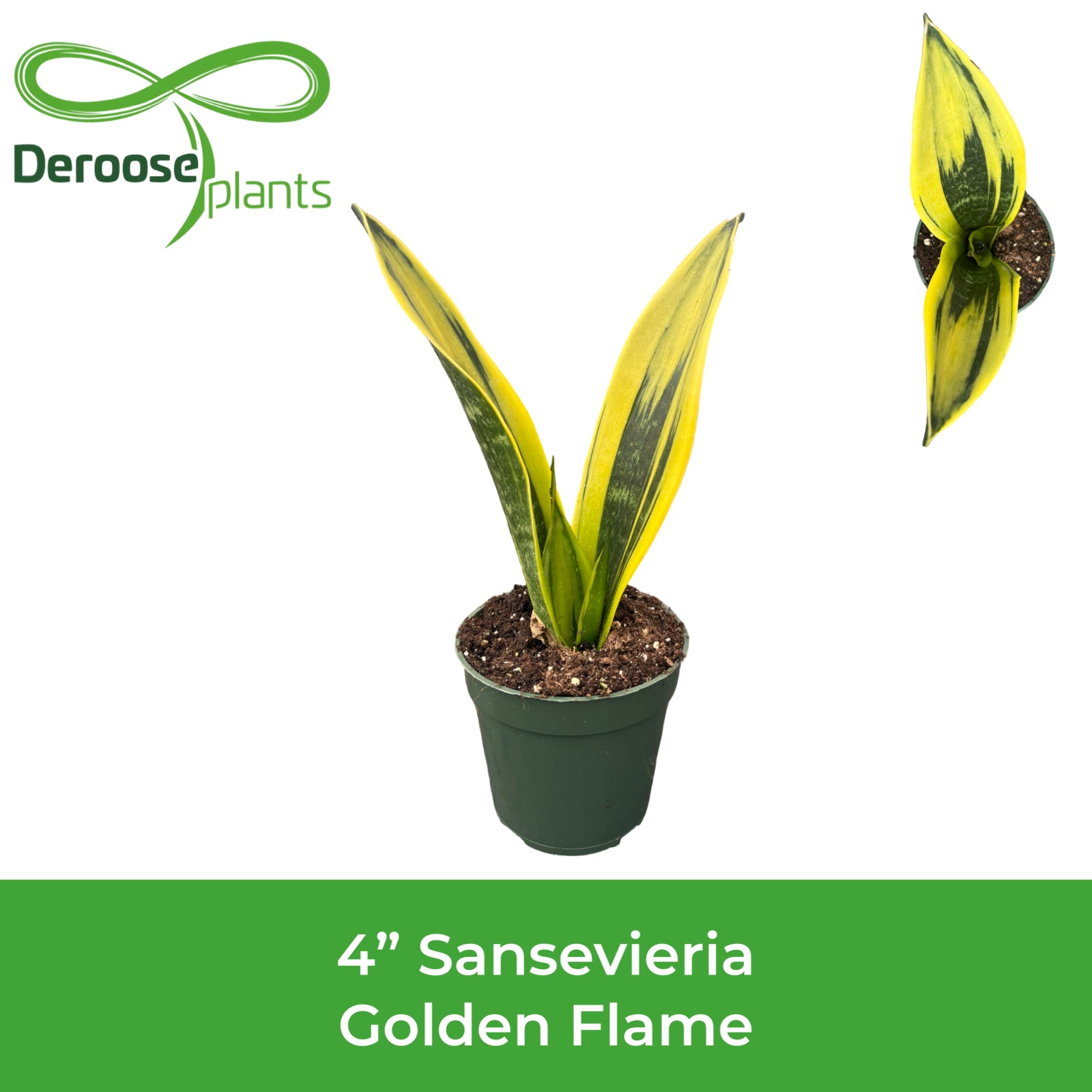 4" Sansevieria Golden Flame