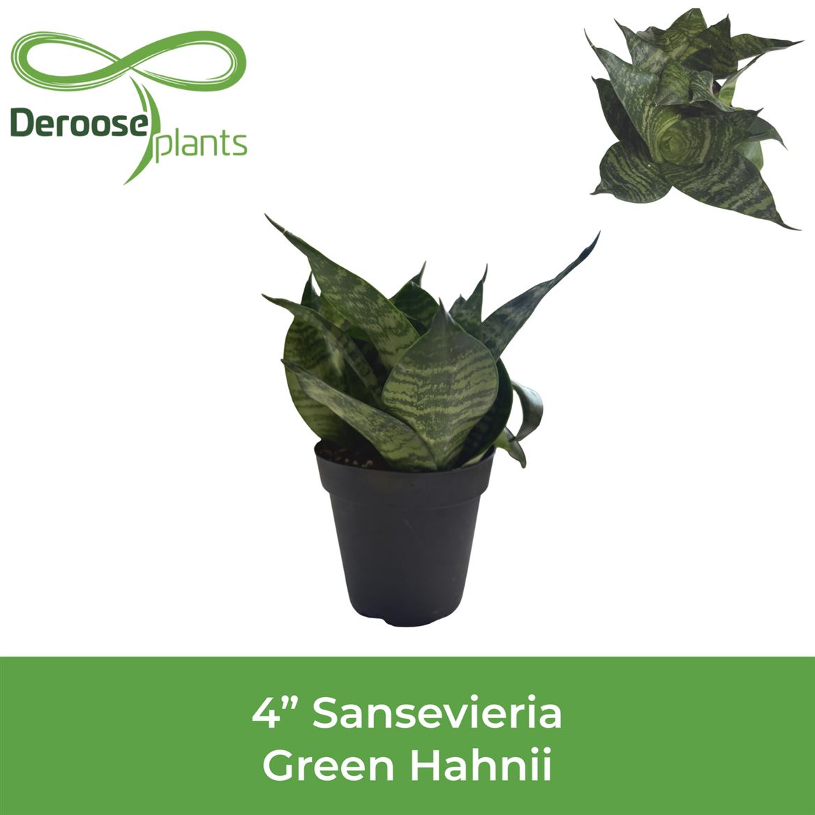 4" Sansevieria Green Hahnii