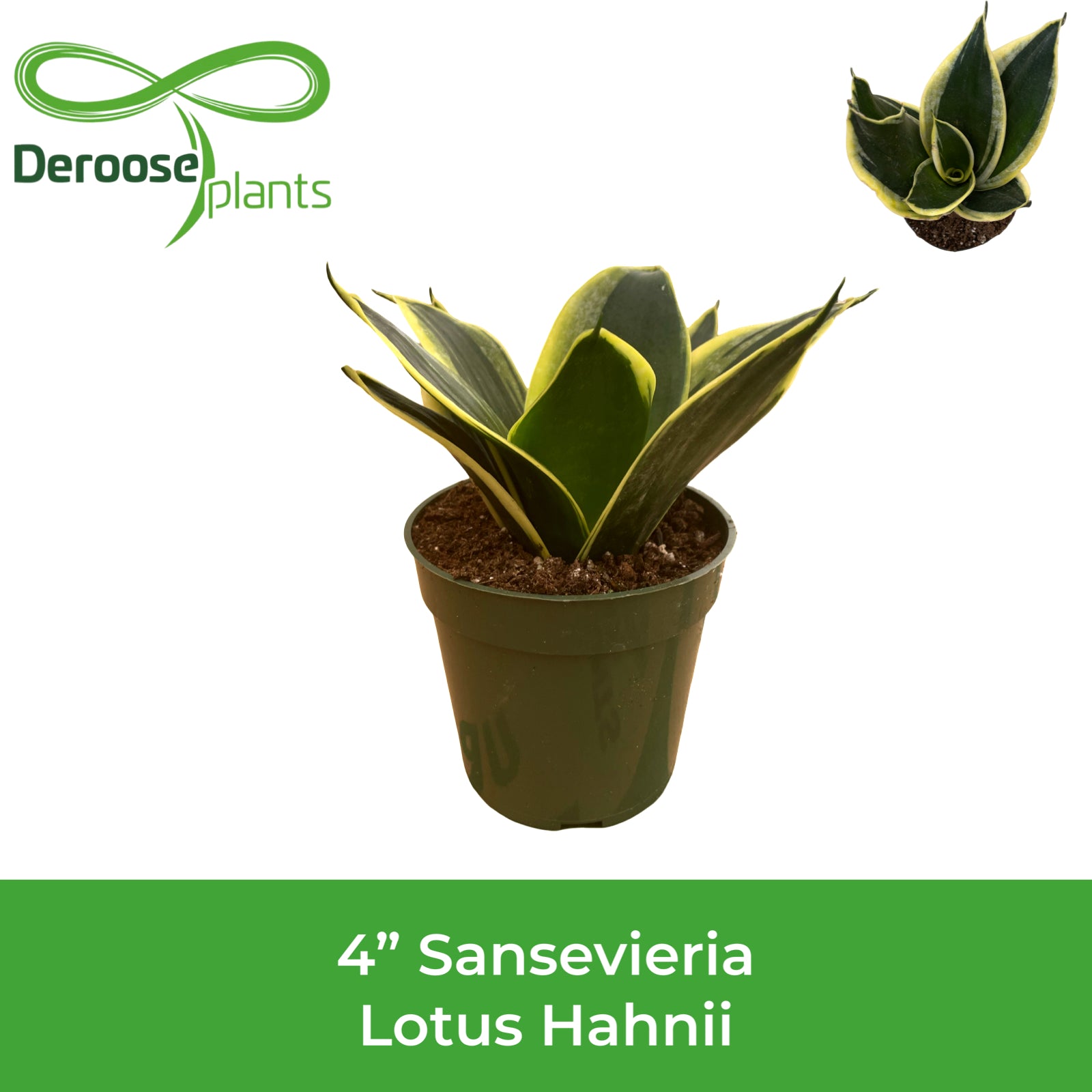 4" Sansevieria Lotus Hahnii