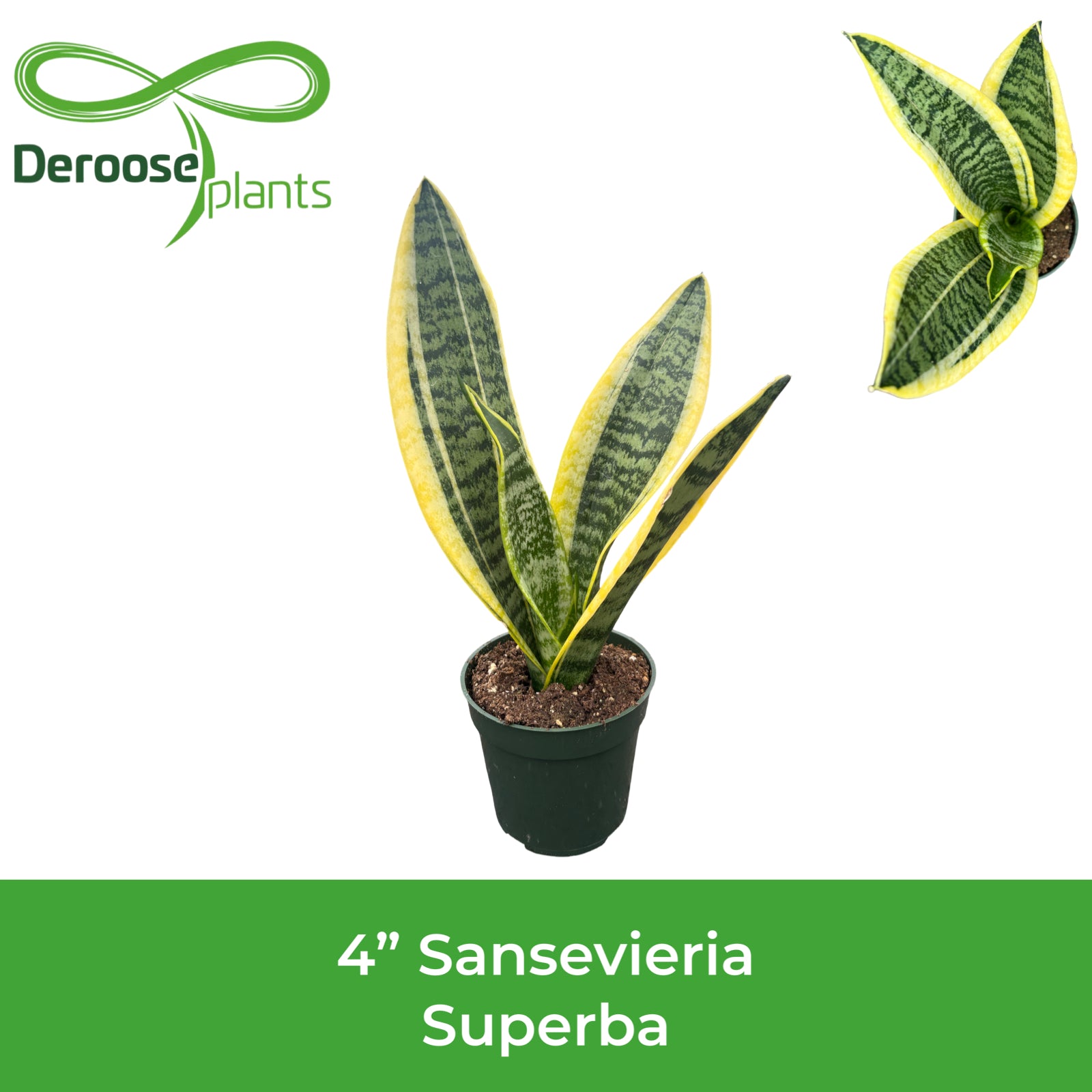 4" Sansevieria Superba