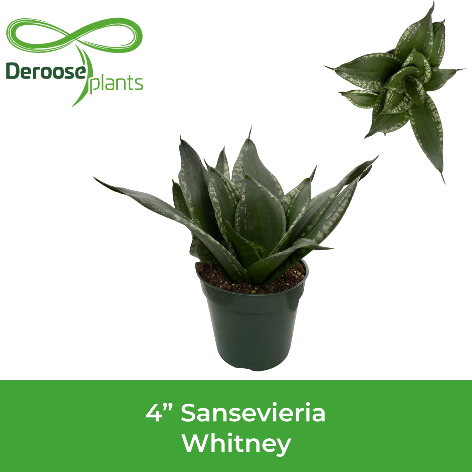 4" Sansevieria Whitney