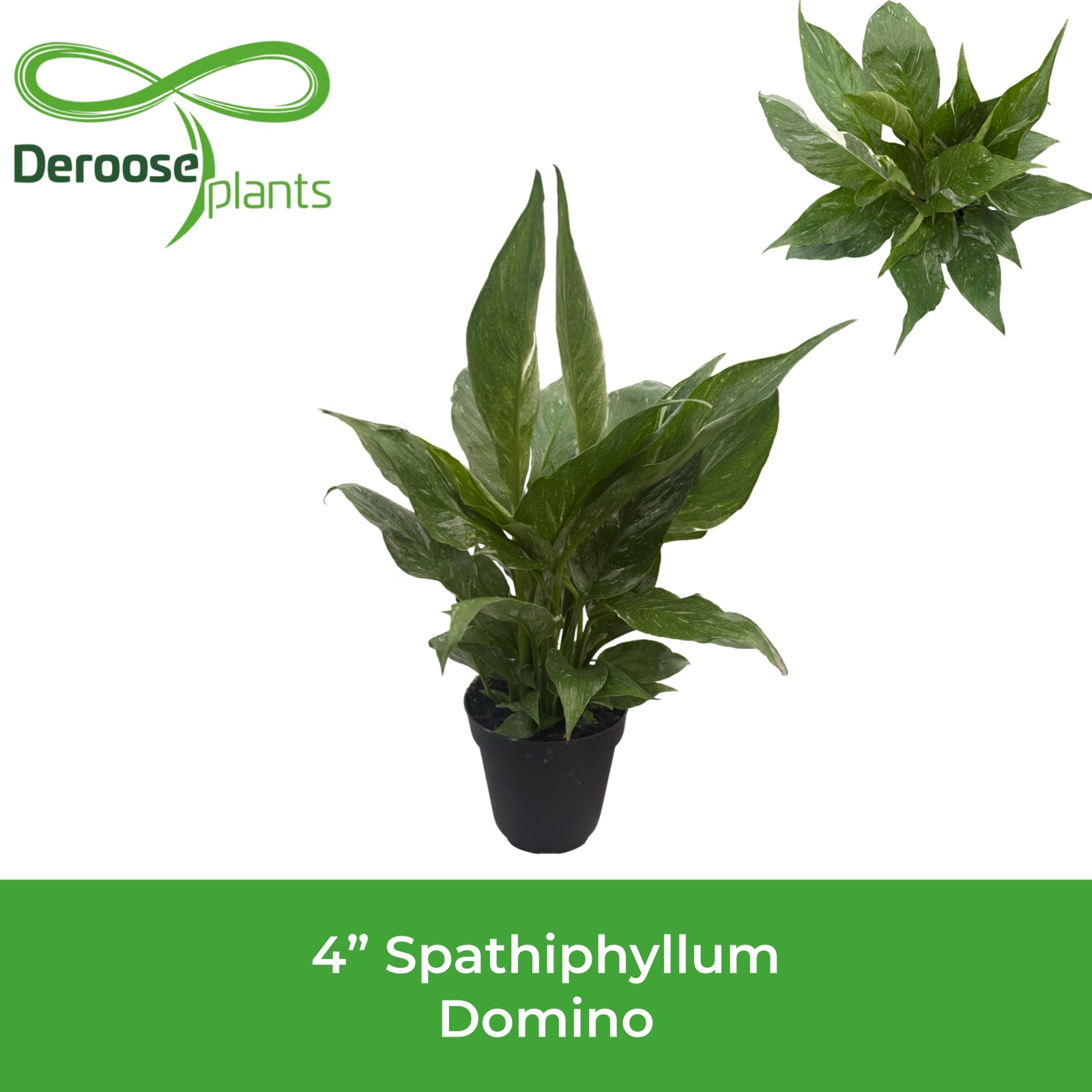 4” Spathiphyllum Domino