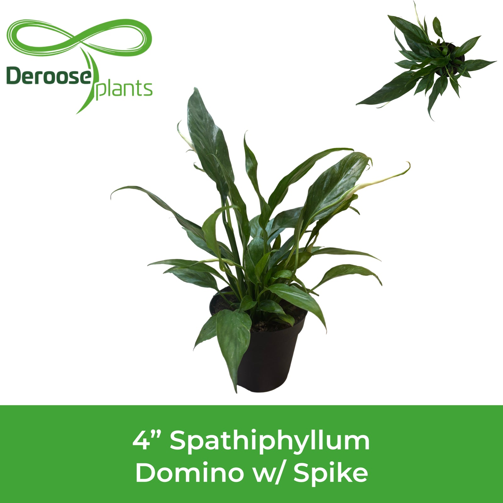 4” Spathiphyllum Domino w/ Spike