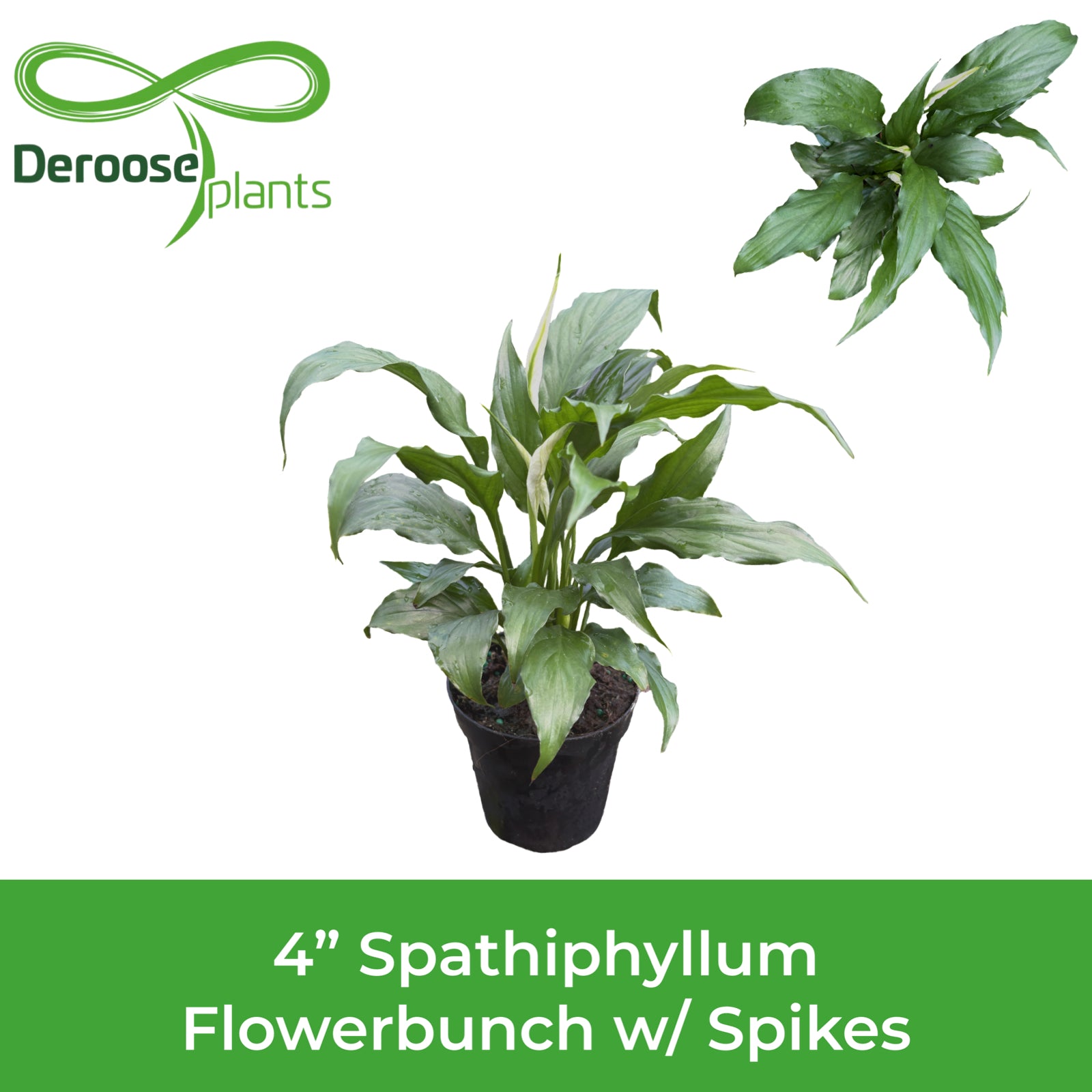 4" Spathiphyllum Flowerbunch w/ Spike
