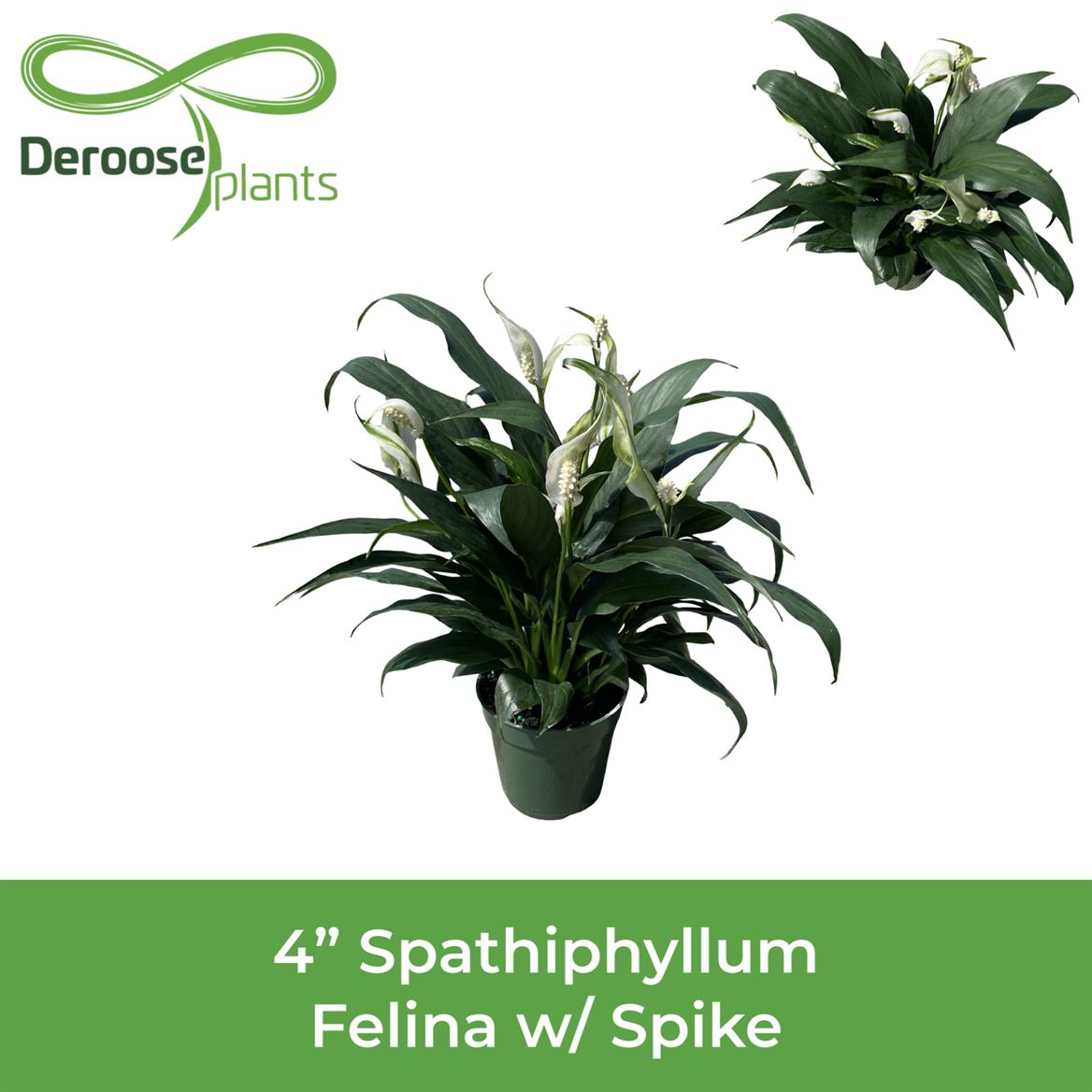 4" Spathiphyllum Felina W/ Spike