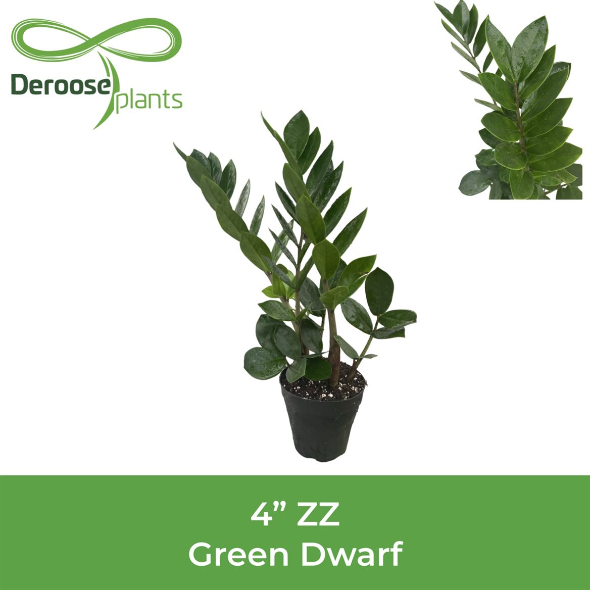 4" Zamioculcas Zamiifolia Green Dwarf