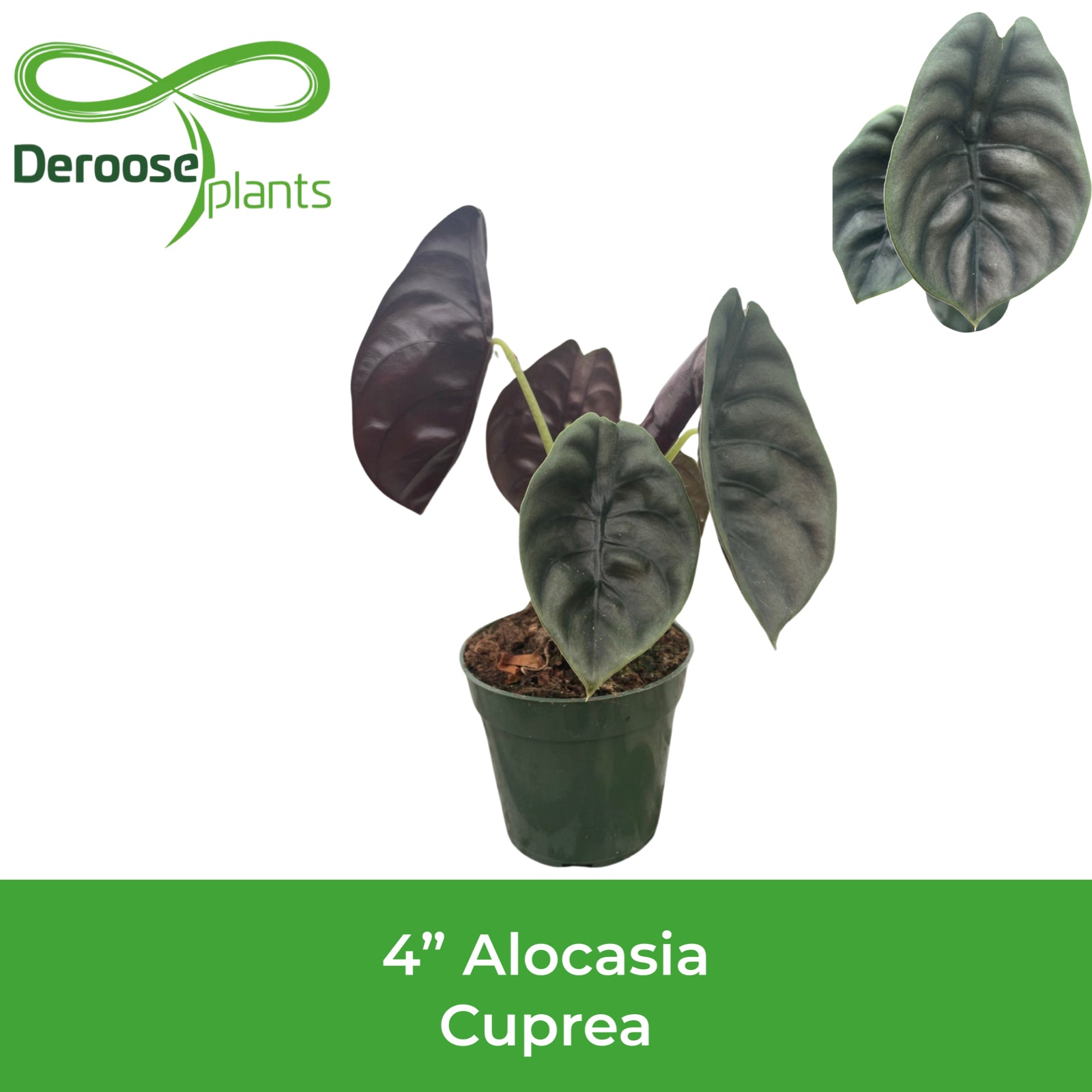 4" Alocasia Cuprea