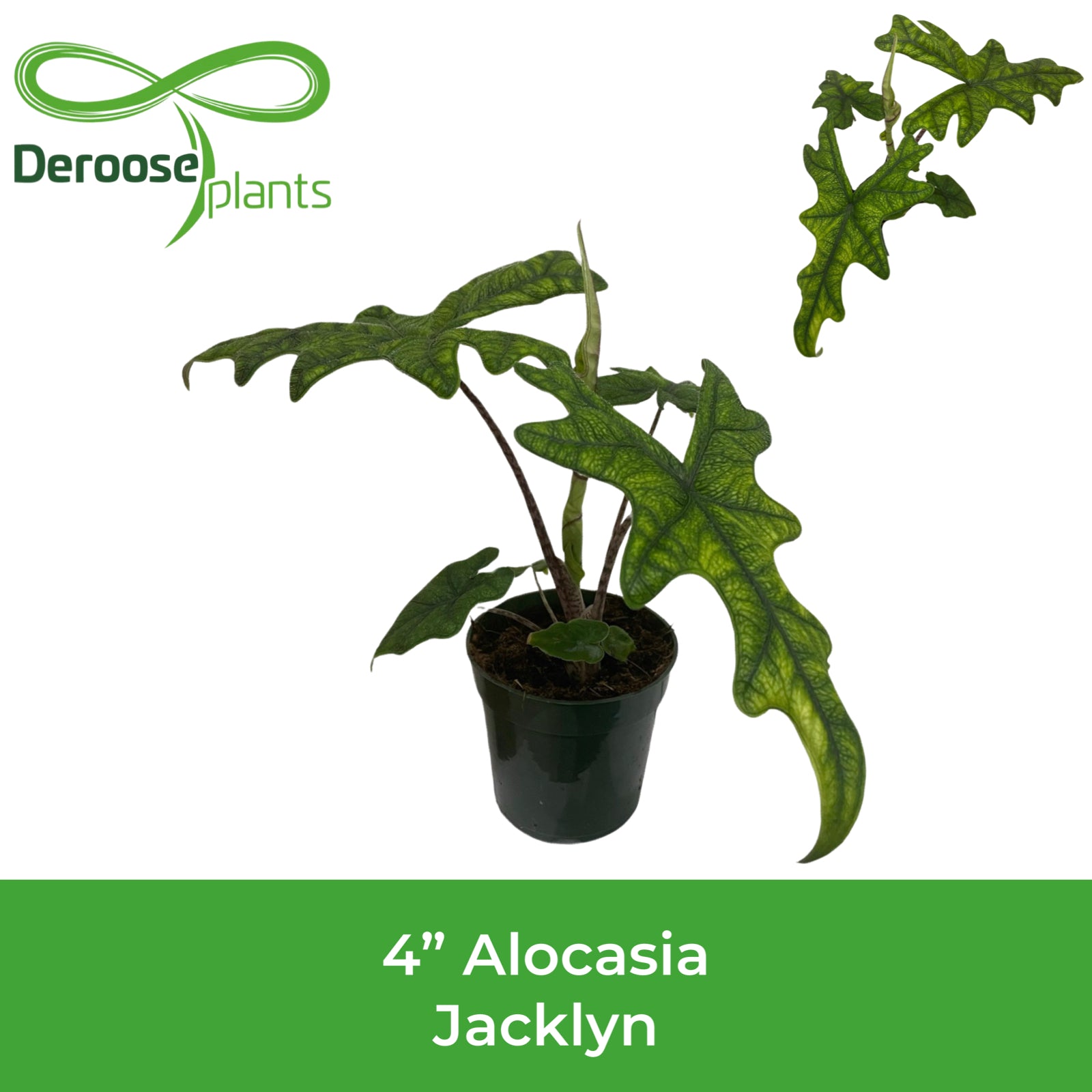 4" Alocasia Jacklyn