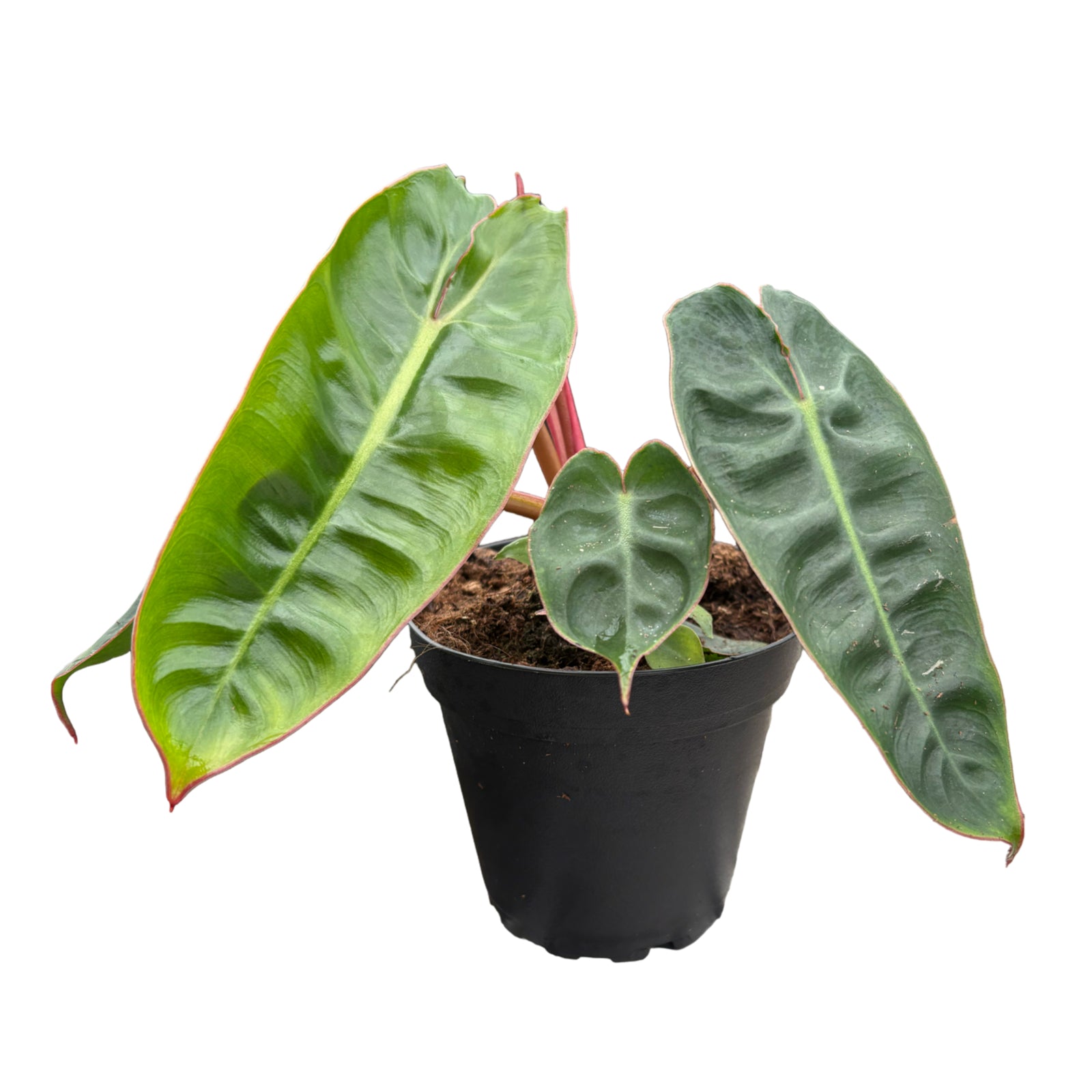 4" Philodendron Billietiae