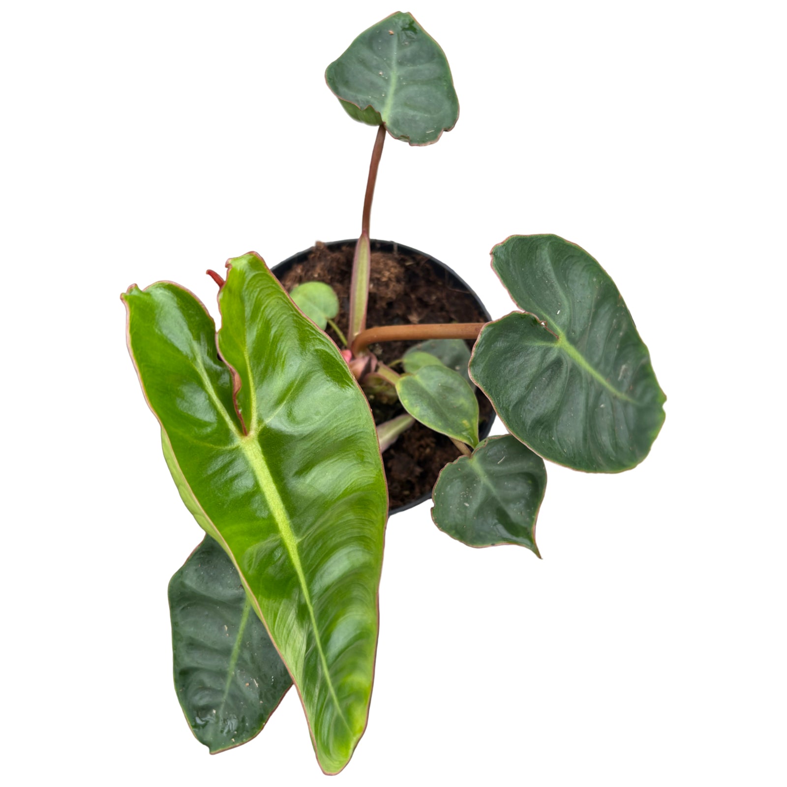 4" Philodendron Billietiae