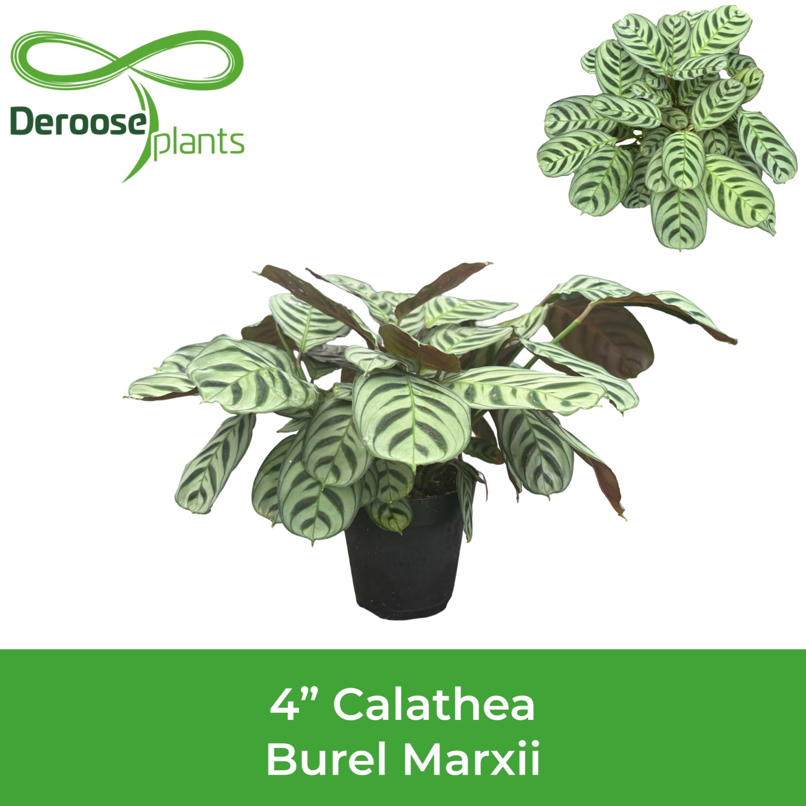 4" Calathea Burel Marxii