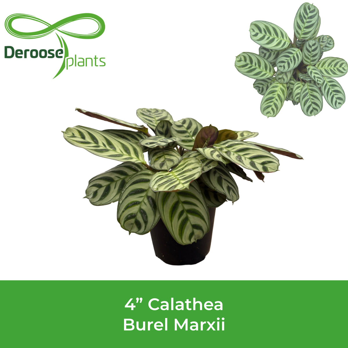 4" Calathea Burel Marxii