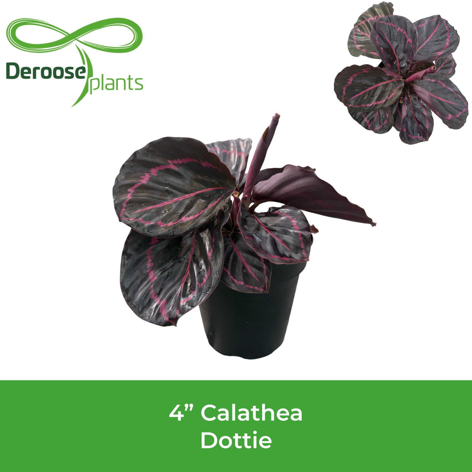 4" Calathea Dottie