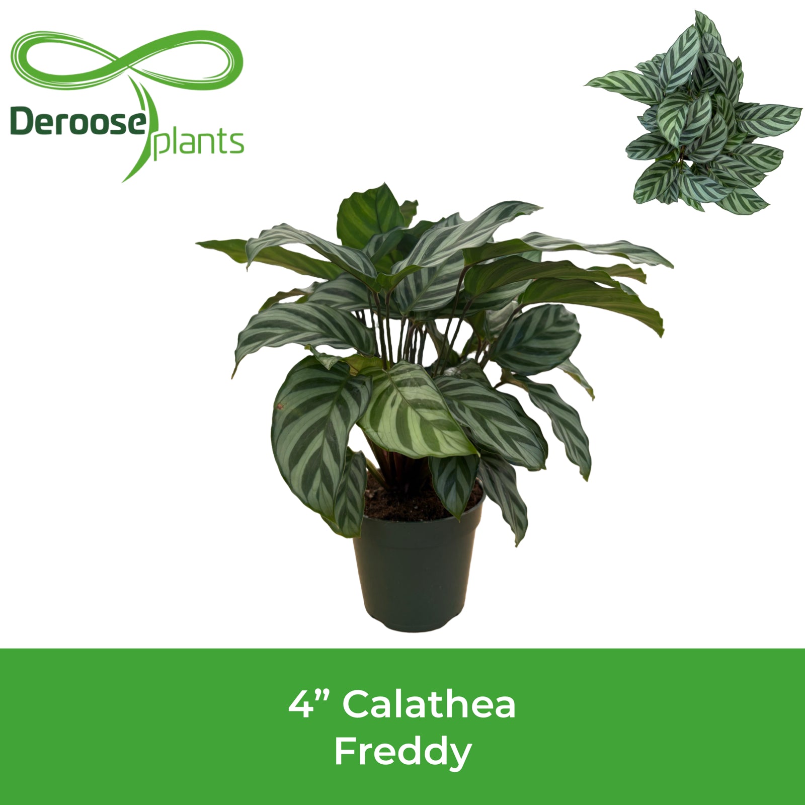 4" Calathea Freddy